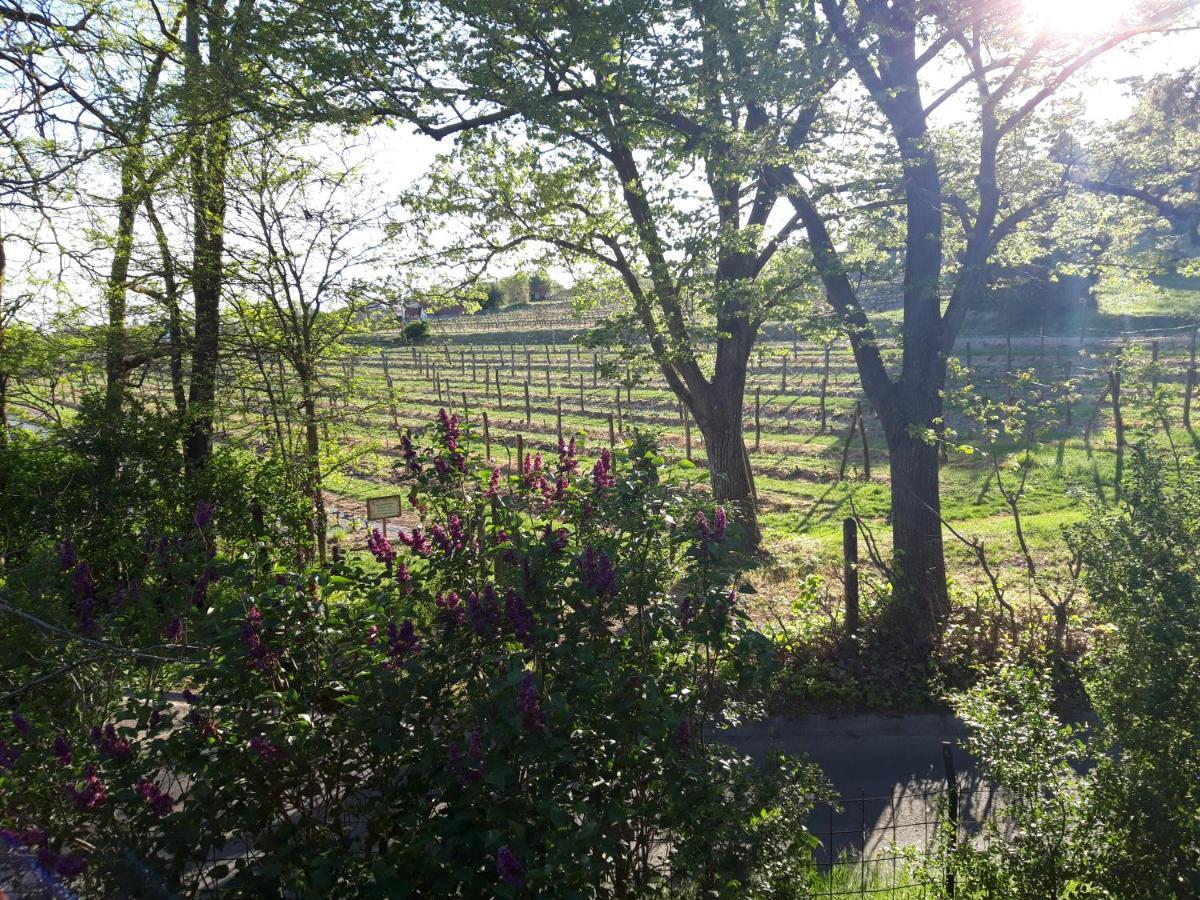 Pilikan Apartments - Park, Agroturism, Vineyard & Farm Cserszegtomaj Dış mekan fotoğraf