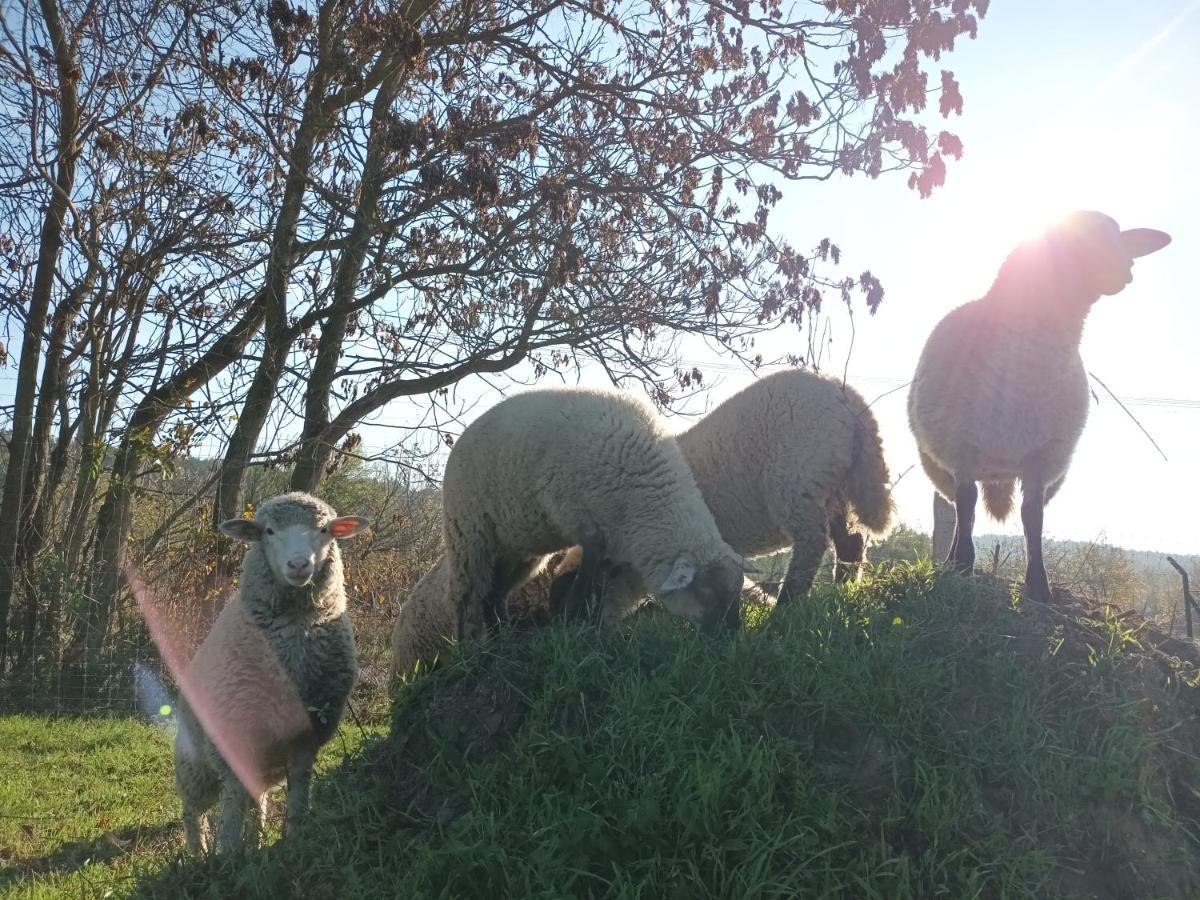 Pilikan Apartments - Park, Agroturism, Vineyard & Farm Cserszegtomaj Dış mekan fotoğraf