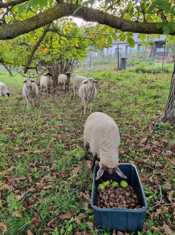 Pilikan Apartments - Park, Agroturism, Vineyard & Farm Cserszegtomaj Dış mekan fotoğraf